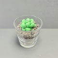 BICCHIERE SUCCULENTO
